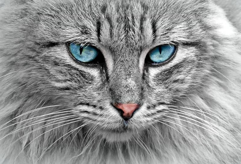 Magical Portrait